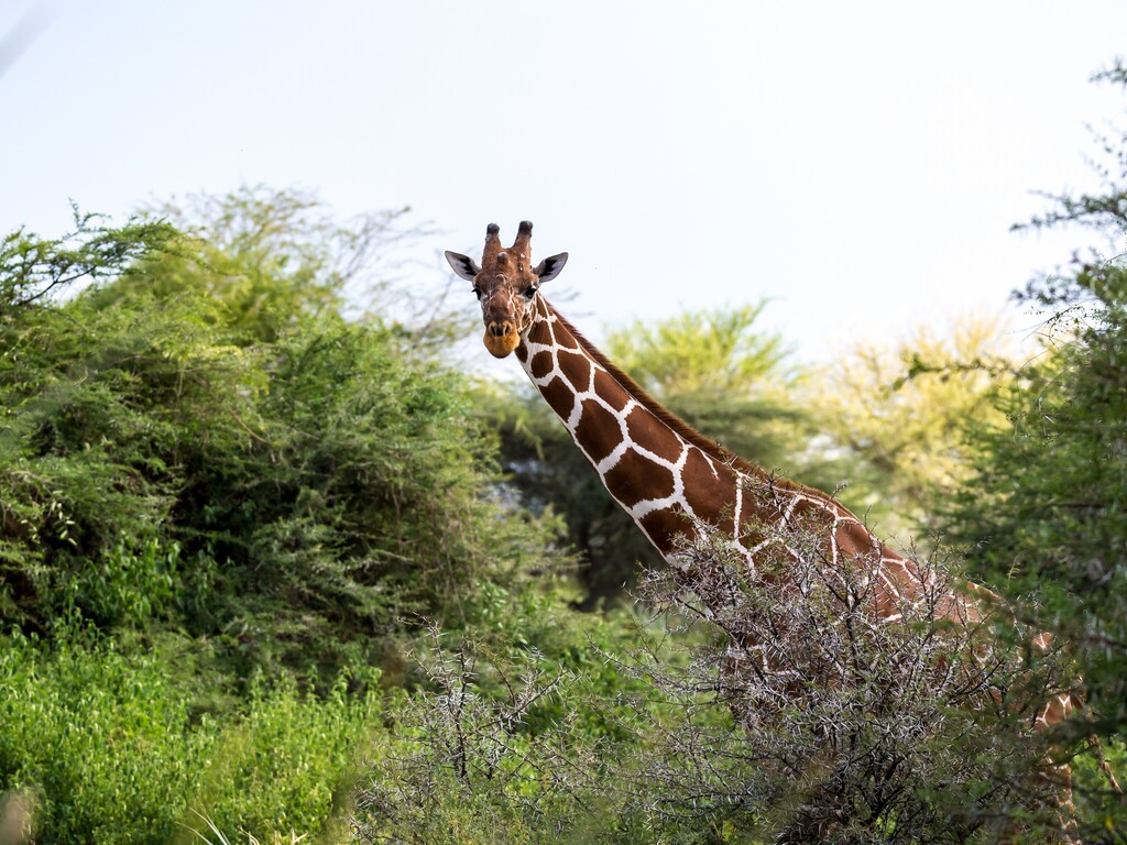 Kenya Private Villa Safari